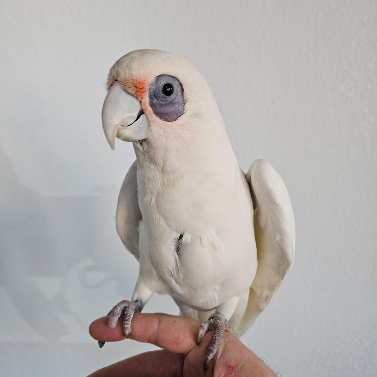 Bare Eyed Cockatoo
