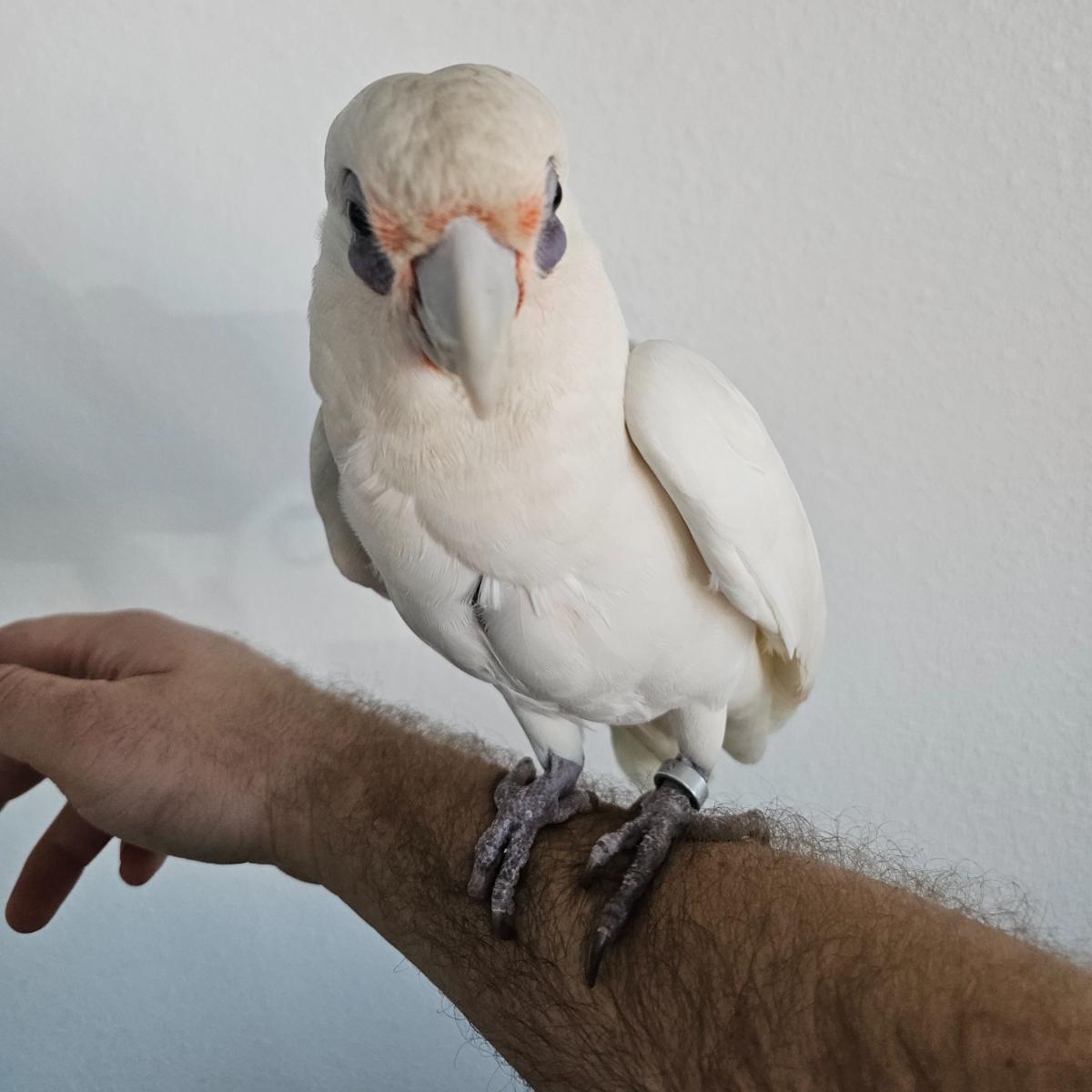 Bare Eyed Cockatoo photo 2