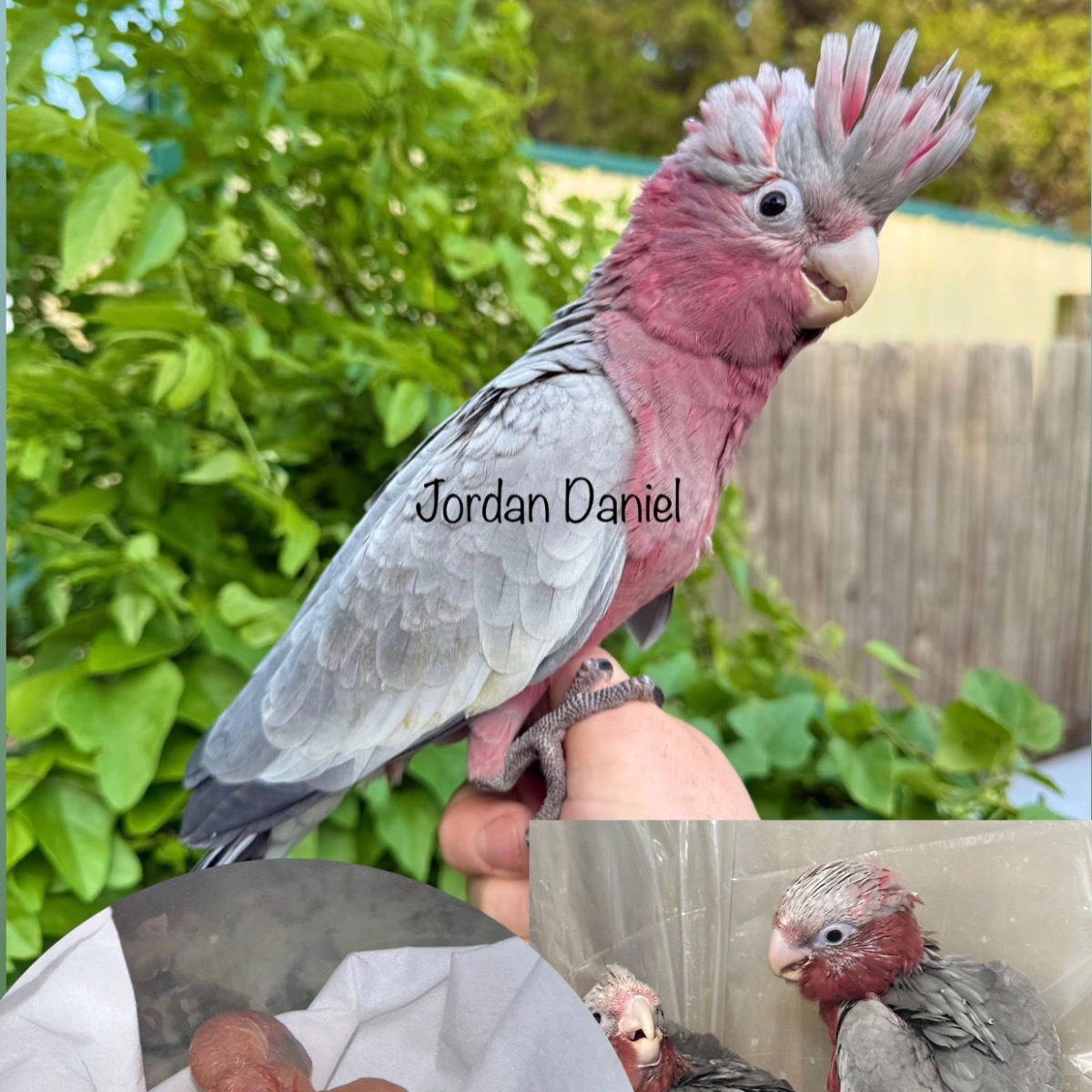 Rose Breasted Cockatoo
