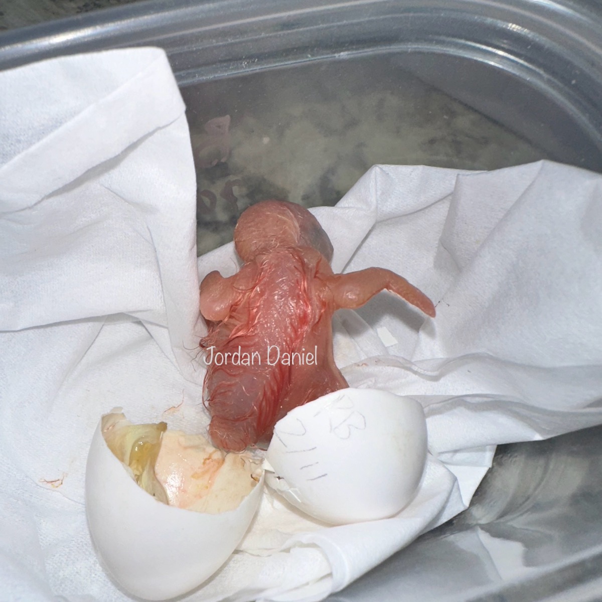 Rose Breasted Cockatoo photo 2