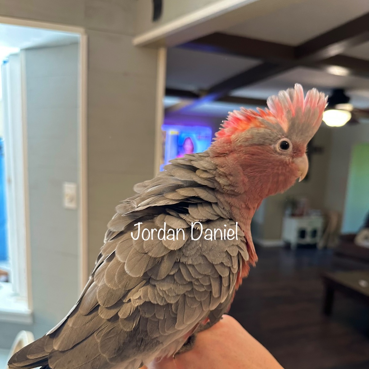 Rose Breasted Cockatoo photo 3