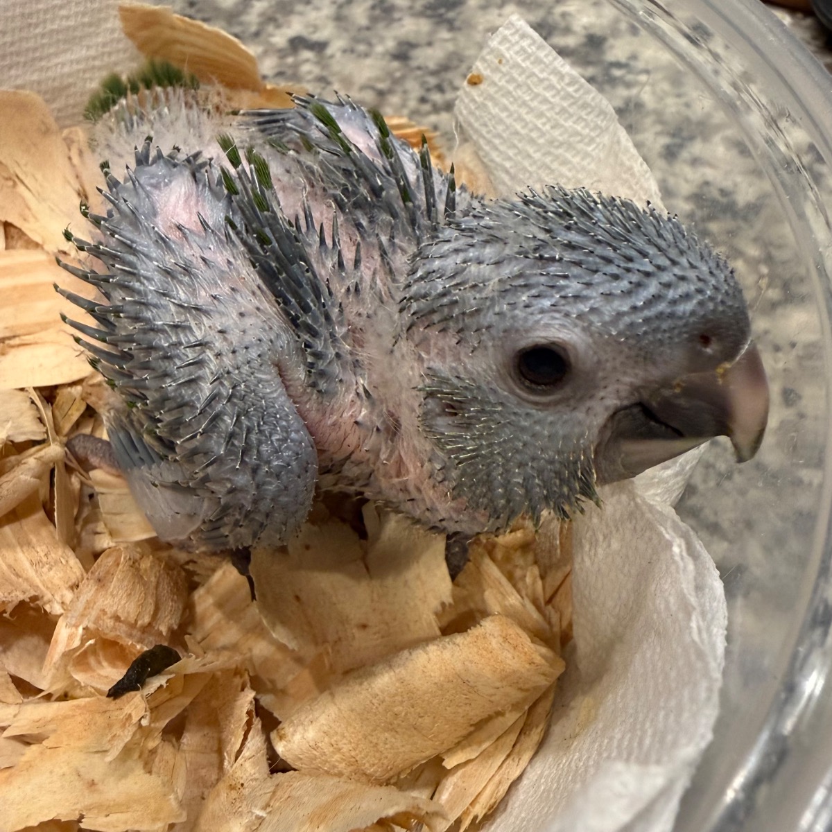 Hahn's Macaw photo 2