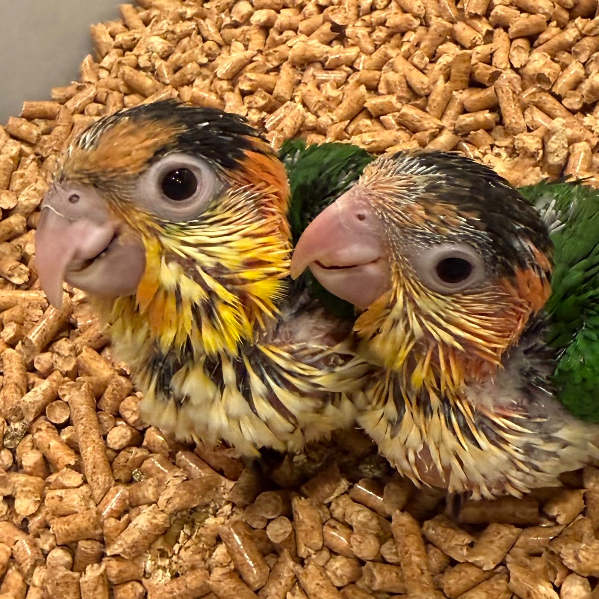 White Bellied Caique