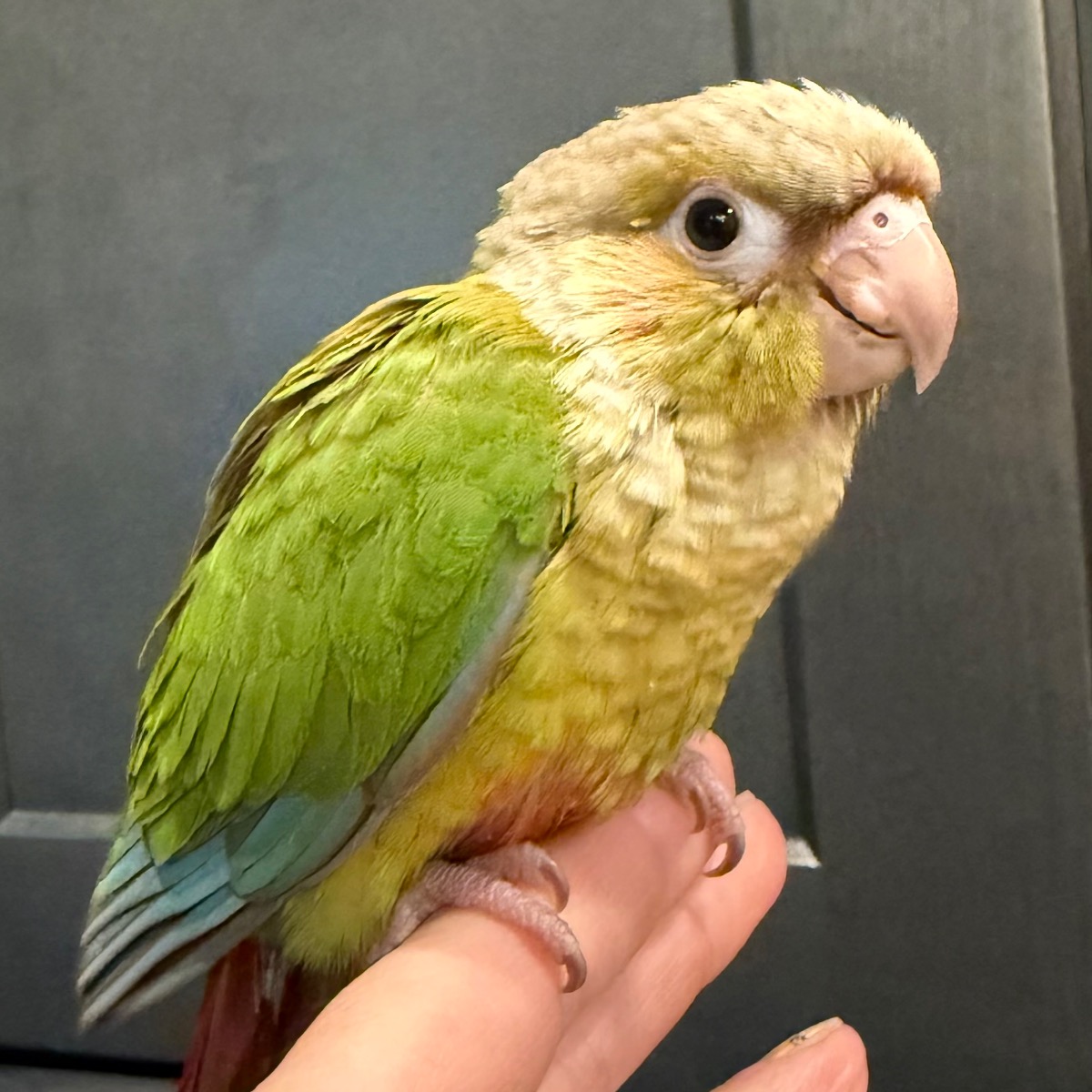 Green Cheek Conure