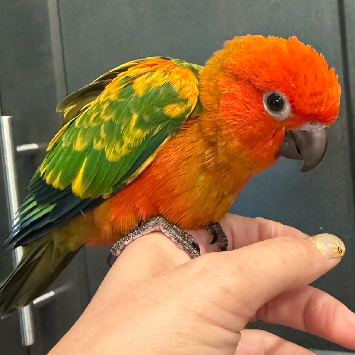 Sun Conure