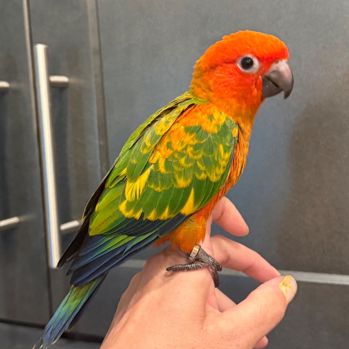 Sun Conure photo 2