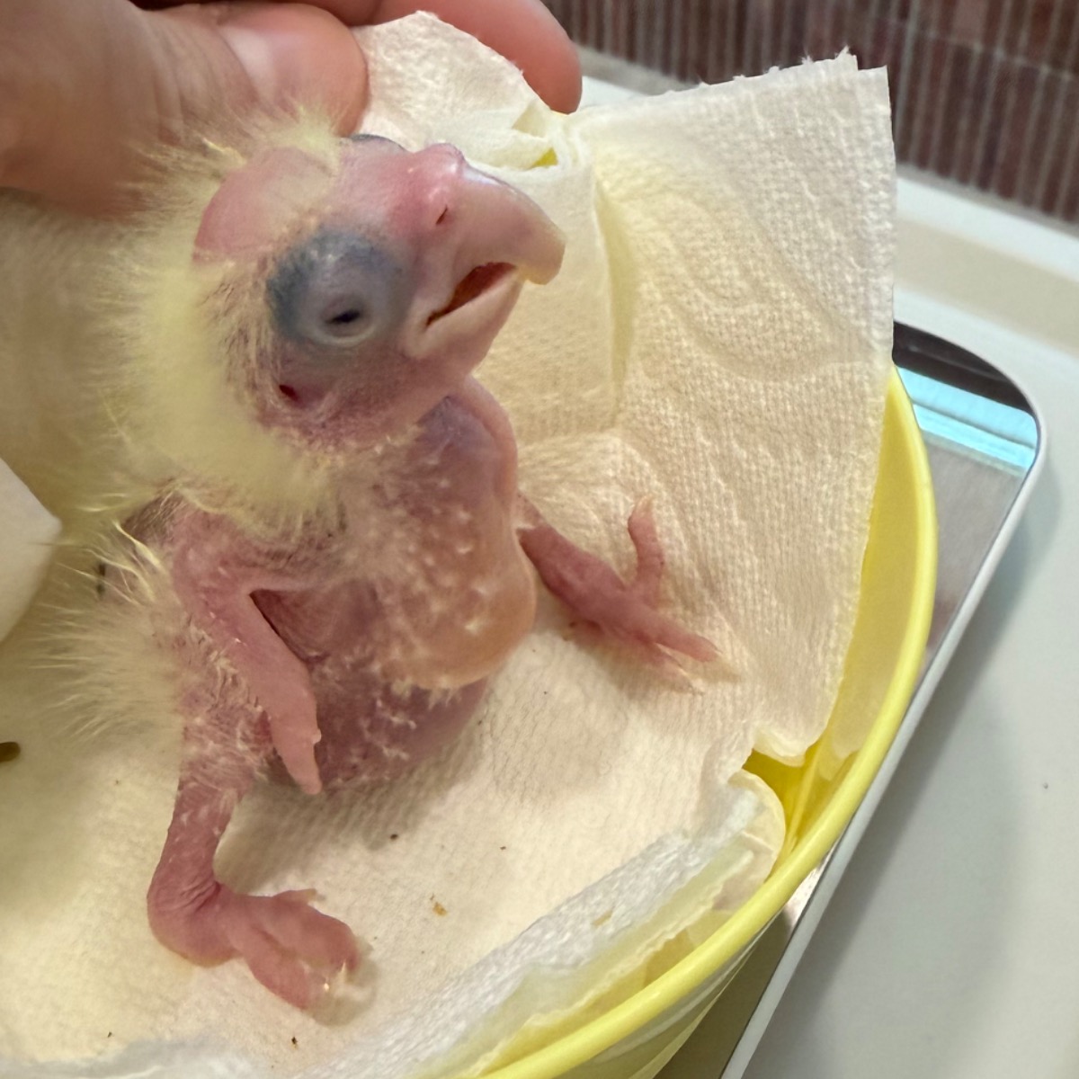 Umbrella Cockatoo