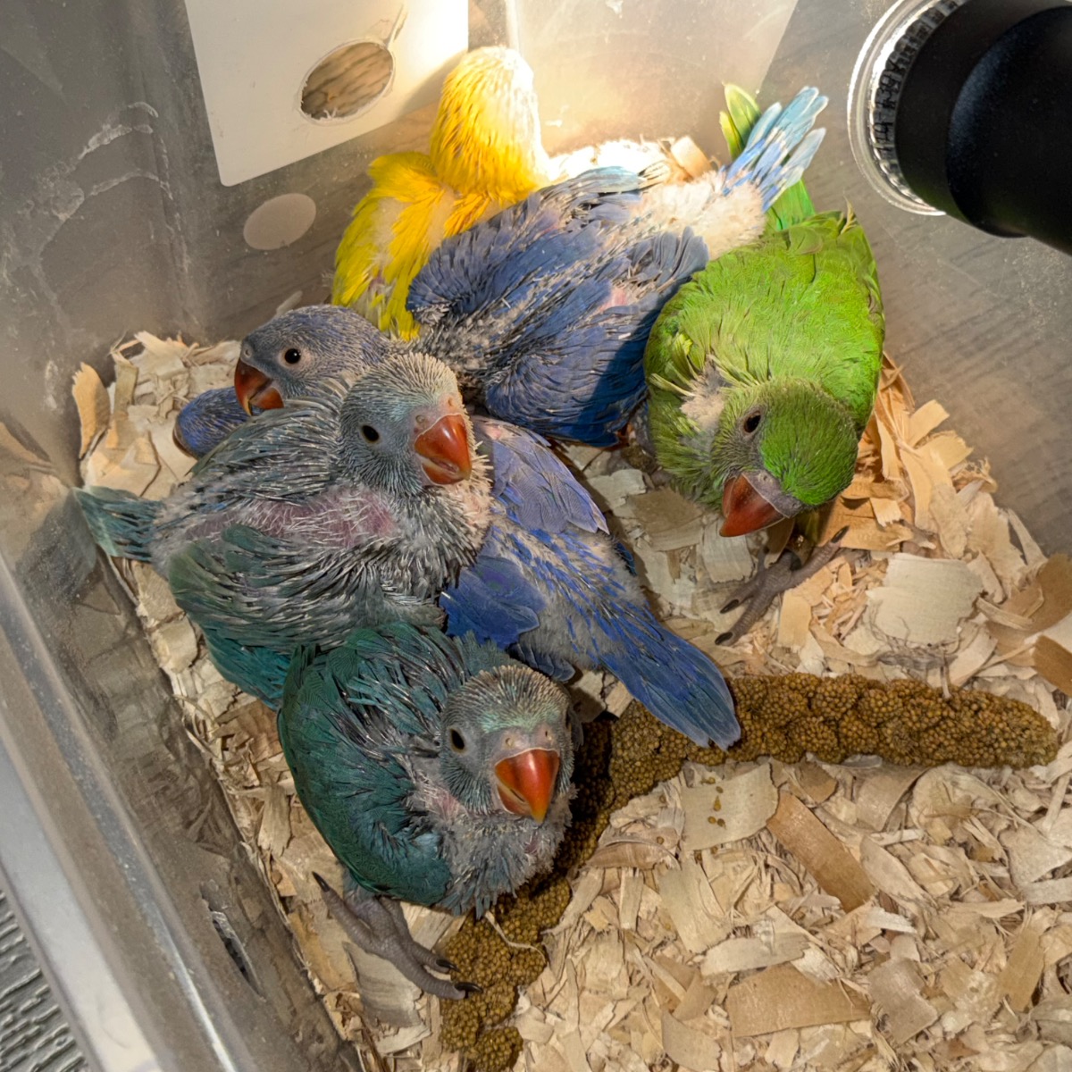 Indian Ringneck Parakeet