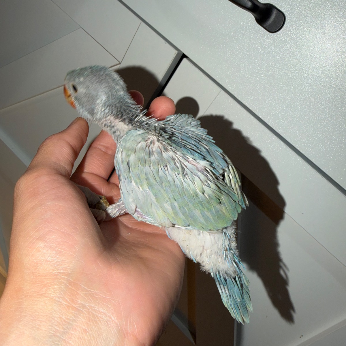 Indian Ringneck Parakeet photo 2