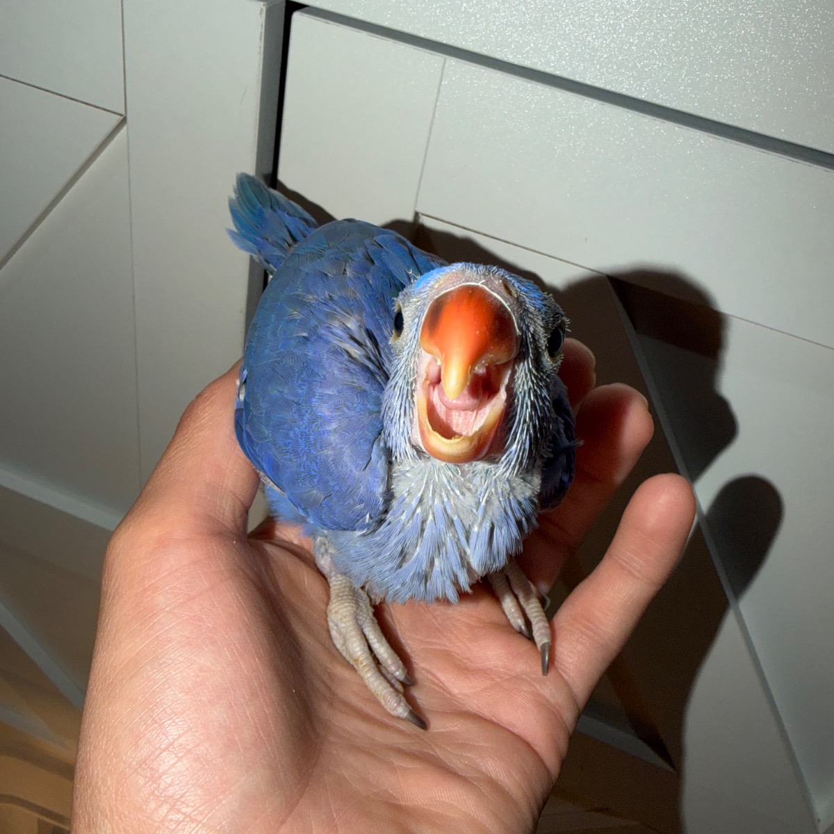 Indian Ringneck Parakeet photo 3