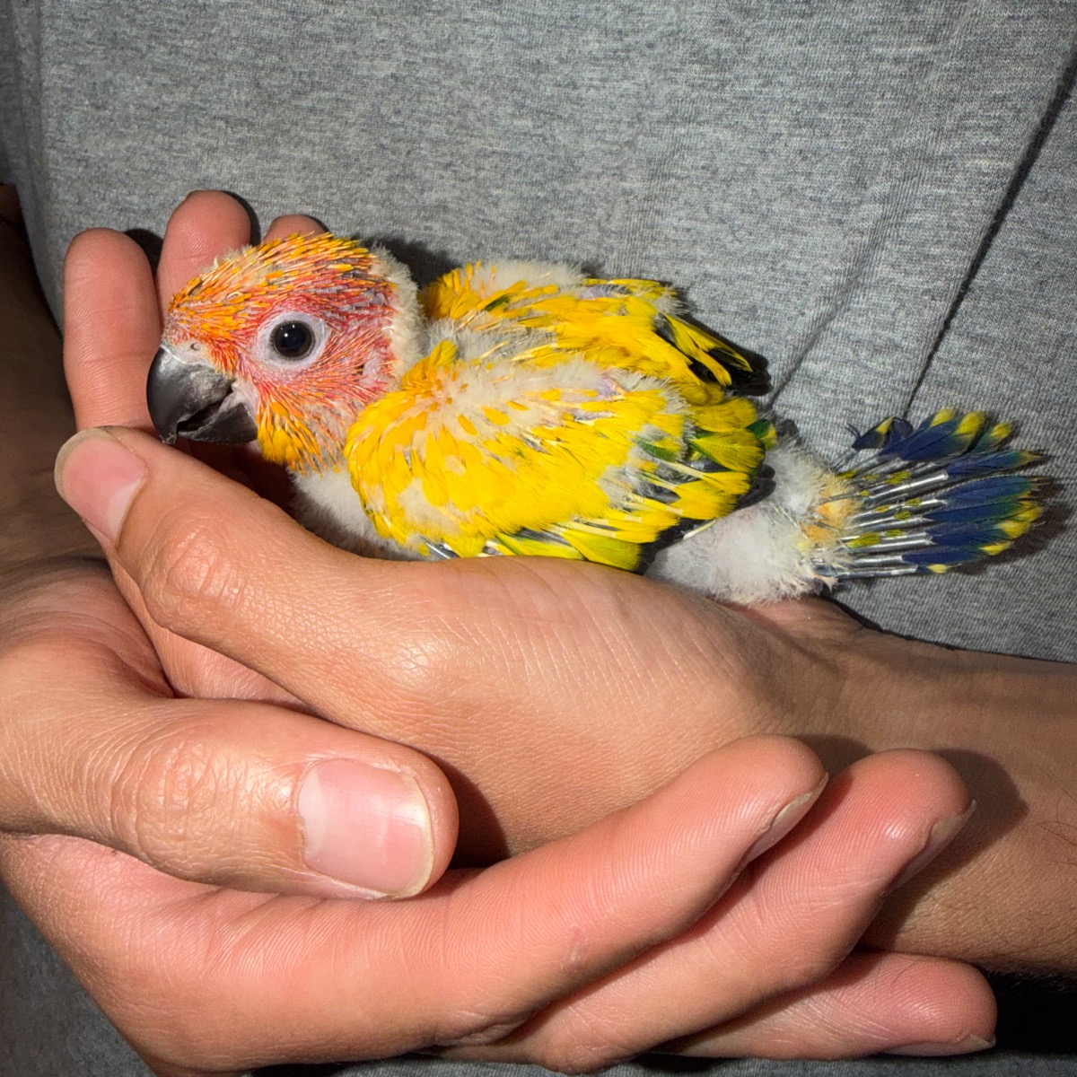 Sun Conure