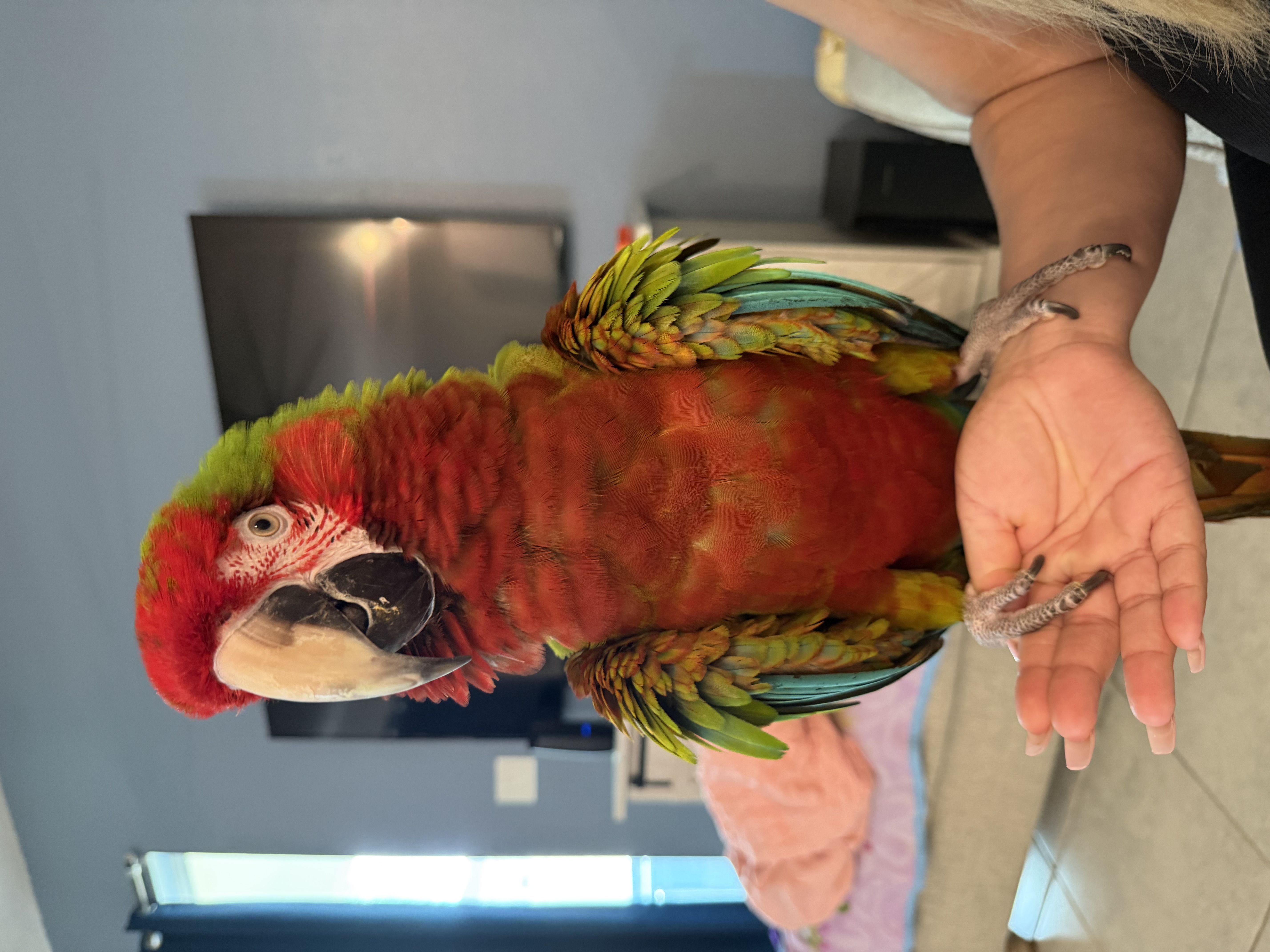 Violet’s aviary 