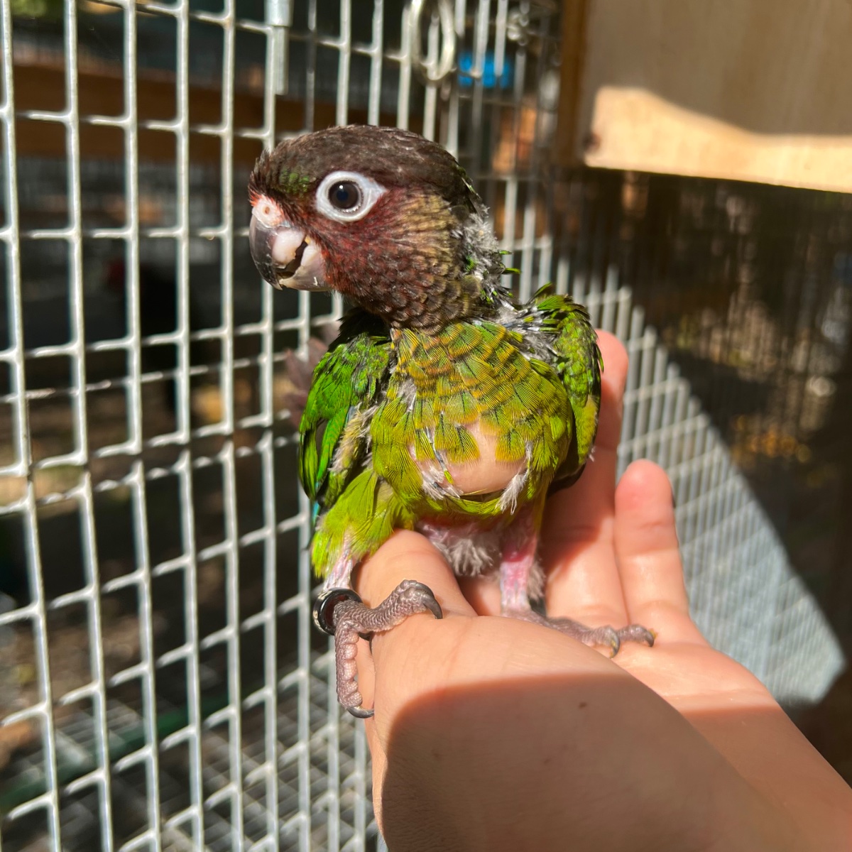 Rose Fronted Conure