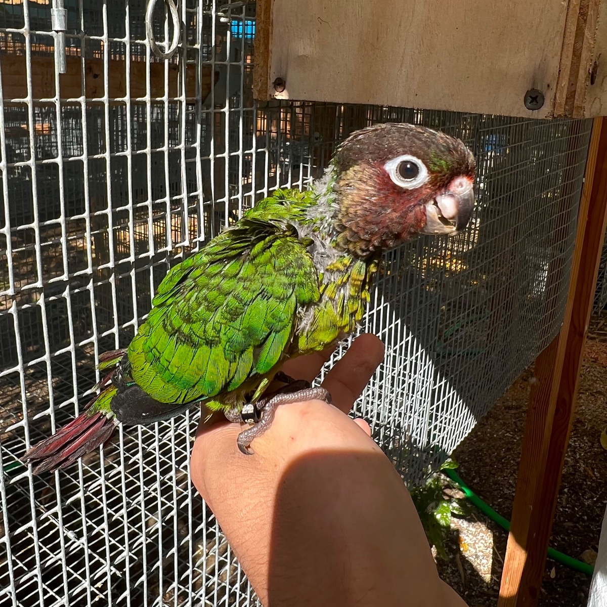 Rose Fronted Conure photo 2