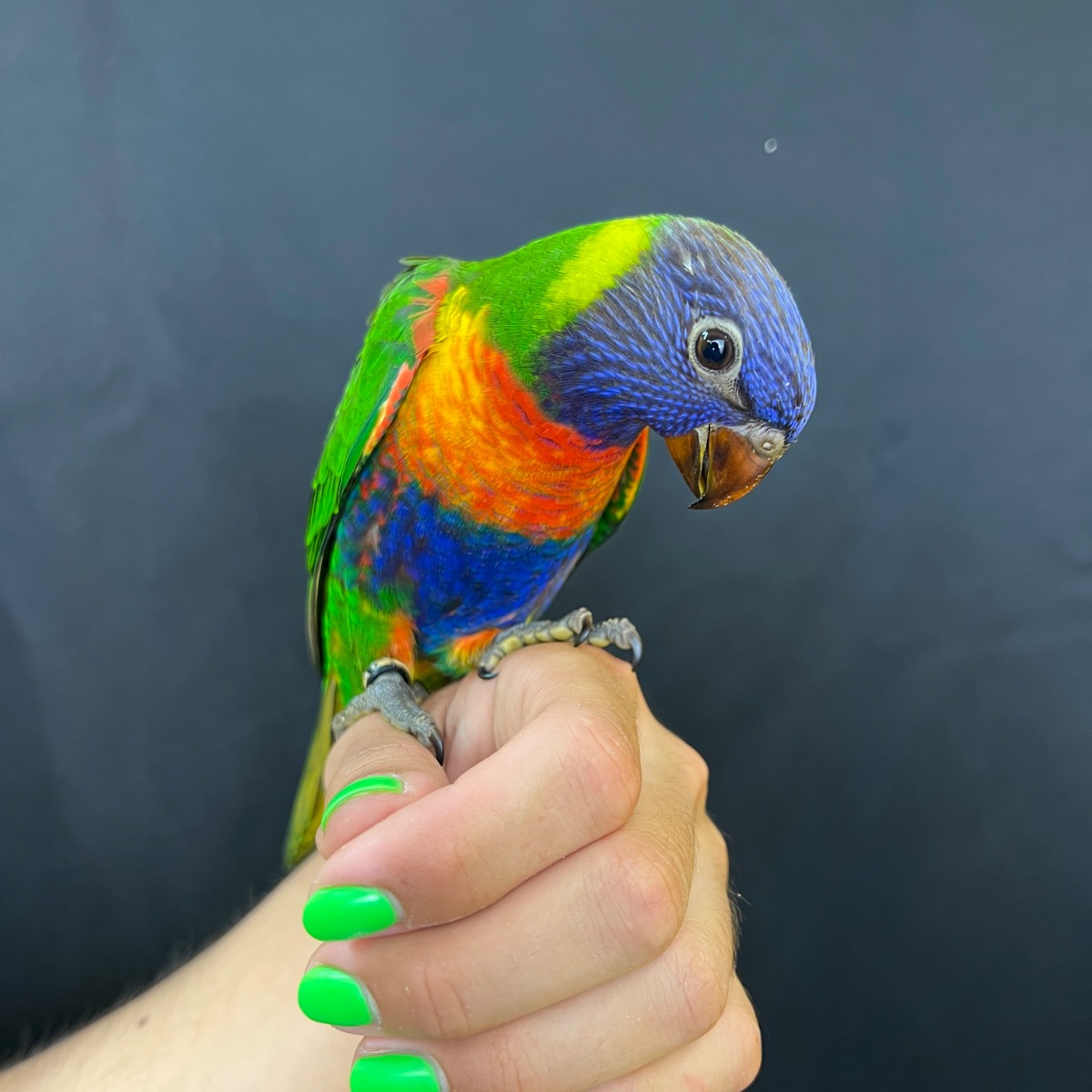 Blue Mountain Lorikeet