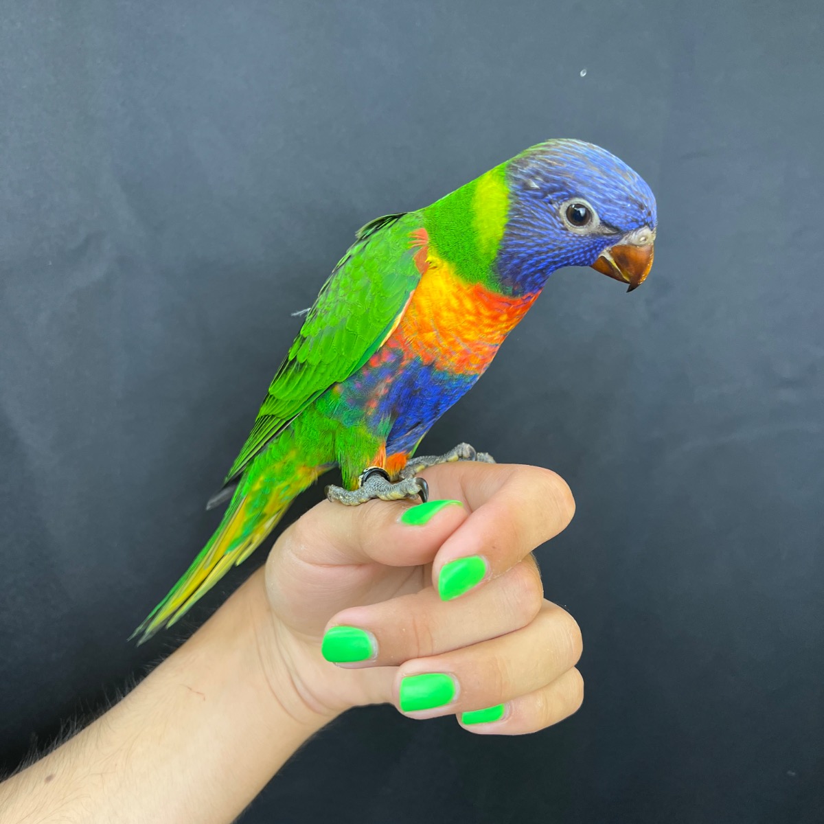 Blue Mountain Lorikeet photo 2