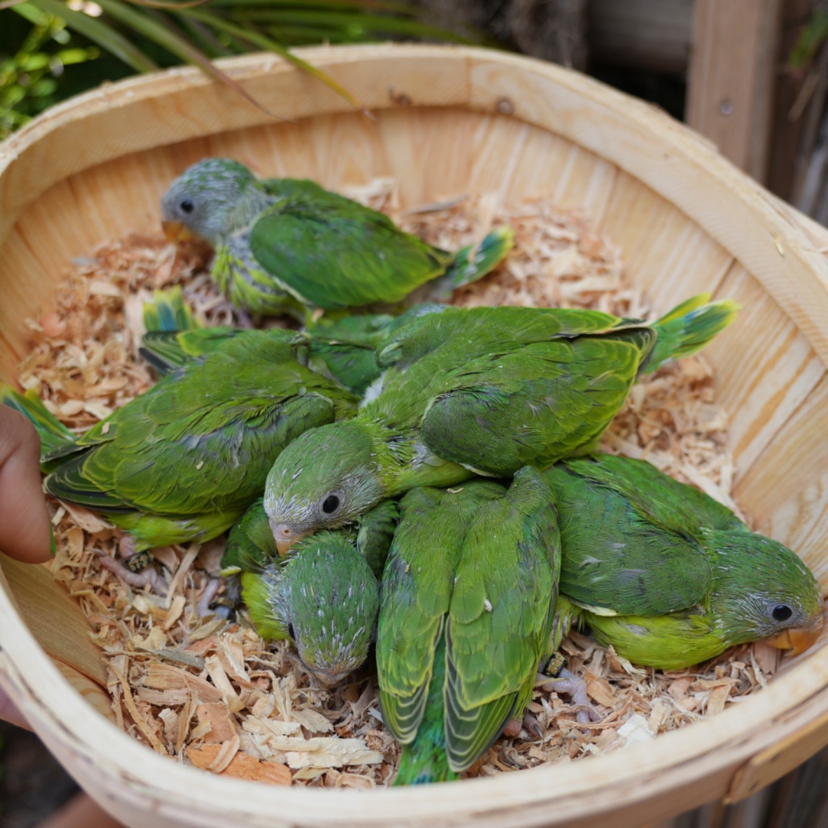 Plum Headed Parakeet photo 2