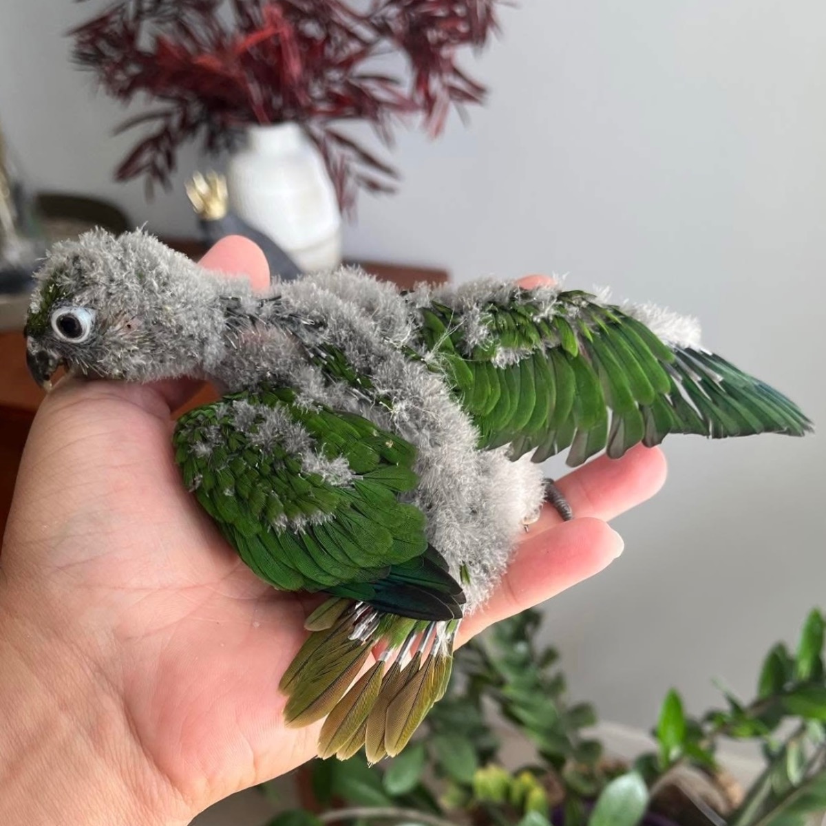 Maroon Bellied Conure