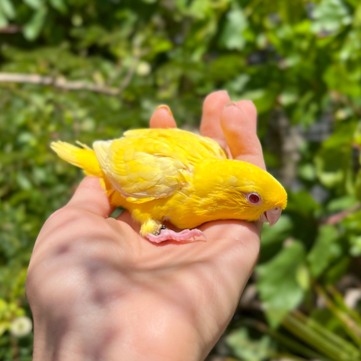 Lineolated Parakeet photo 2