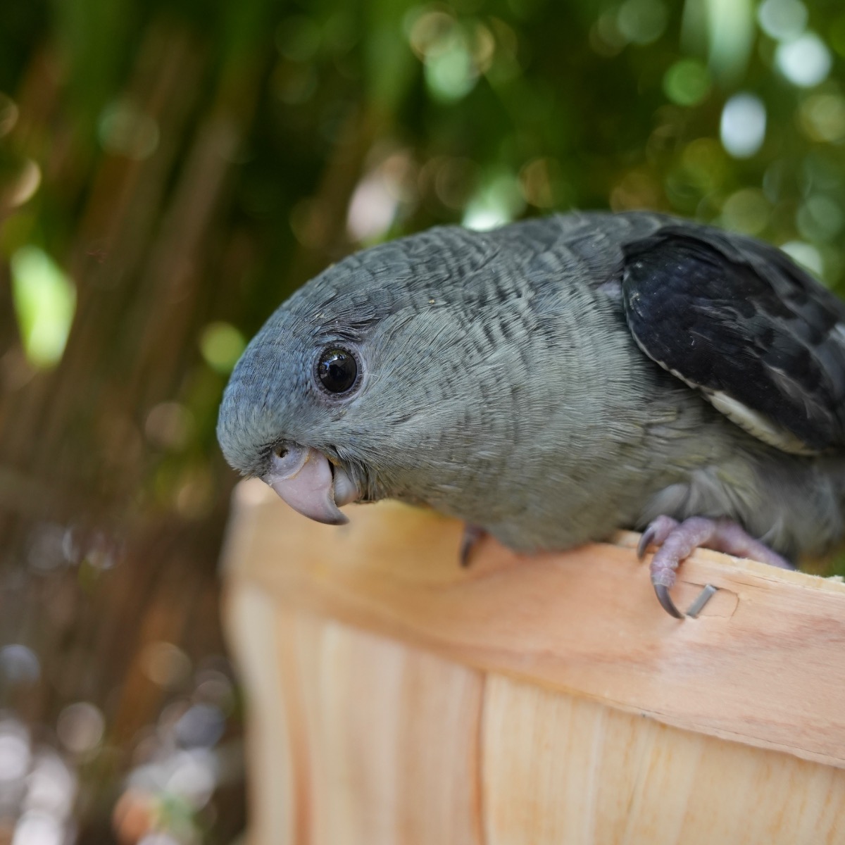 Lineolated Parakeet photo 2