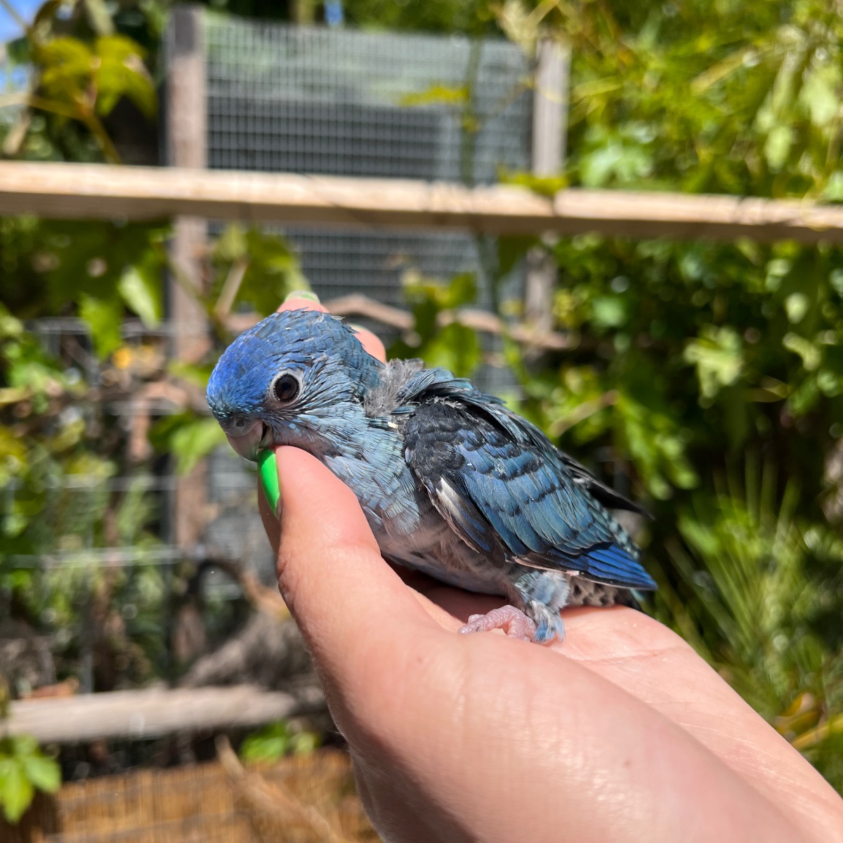 Lineolated Parakeet photo 2
