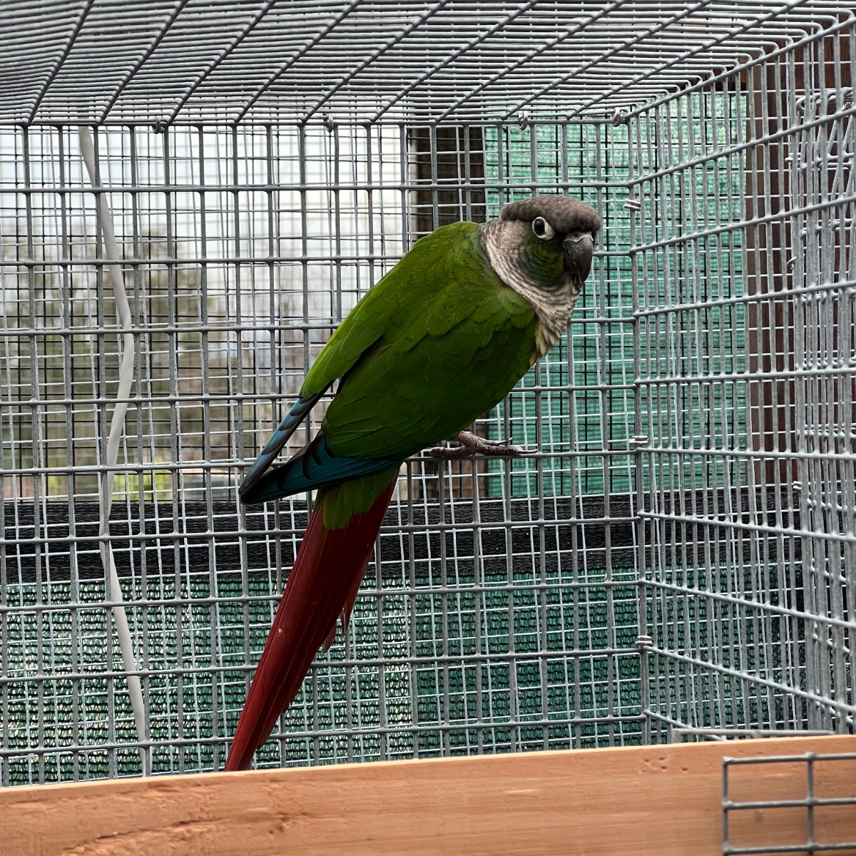 Green Cheek Conure photo 2