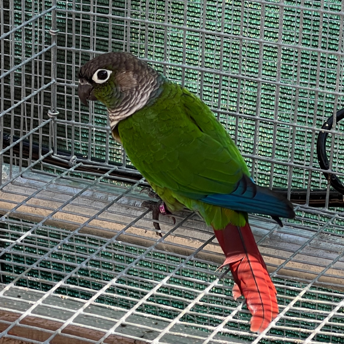 Green Cheek Conure