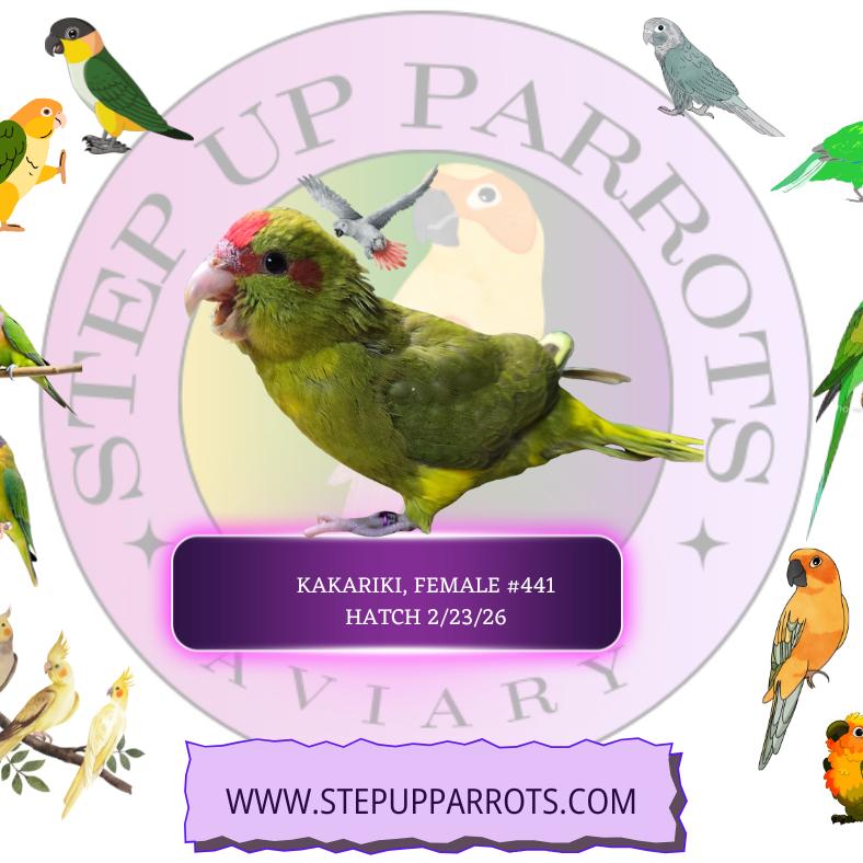 Kakariki photo 2