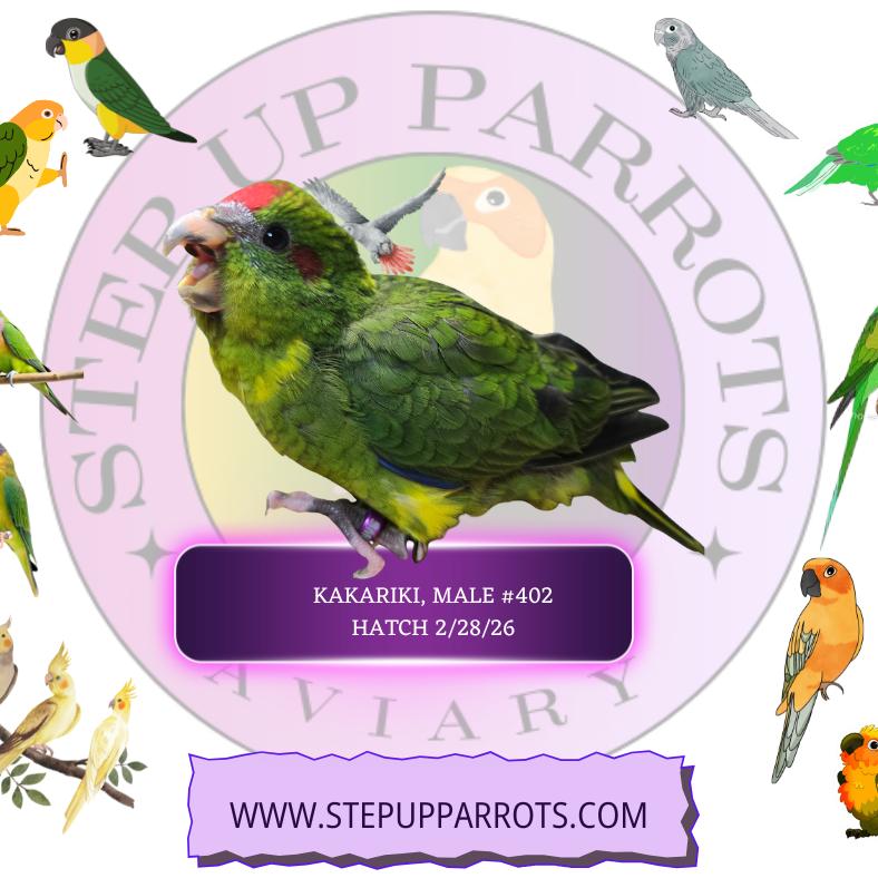 Kakariki photo 2
