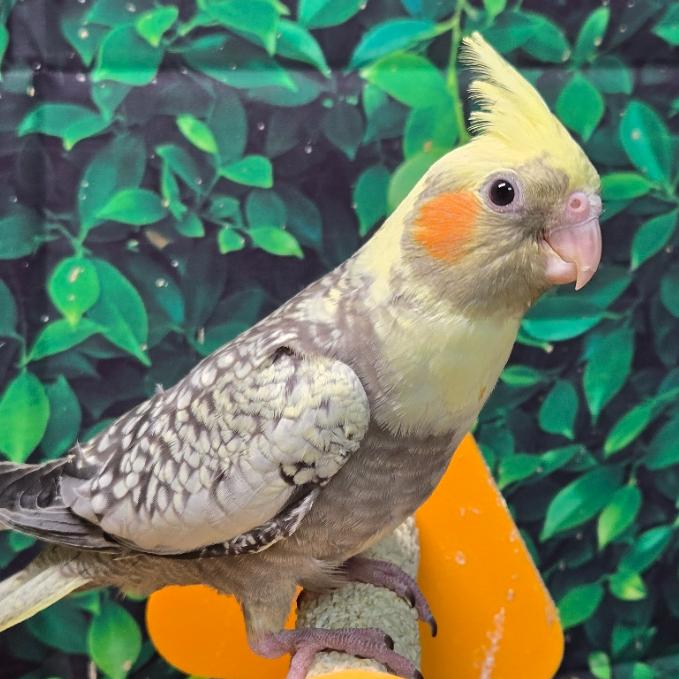 Cockatiel