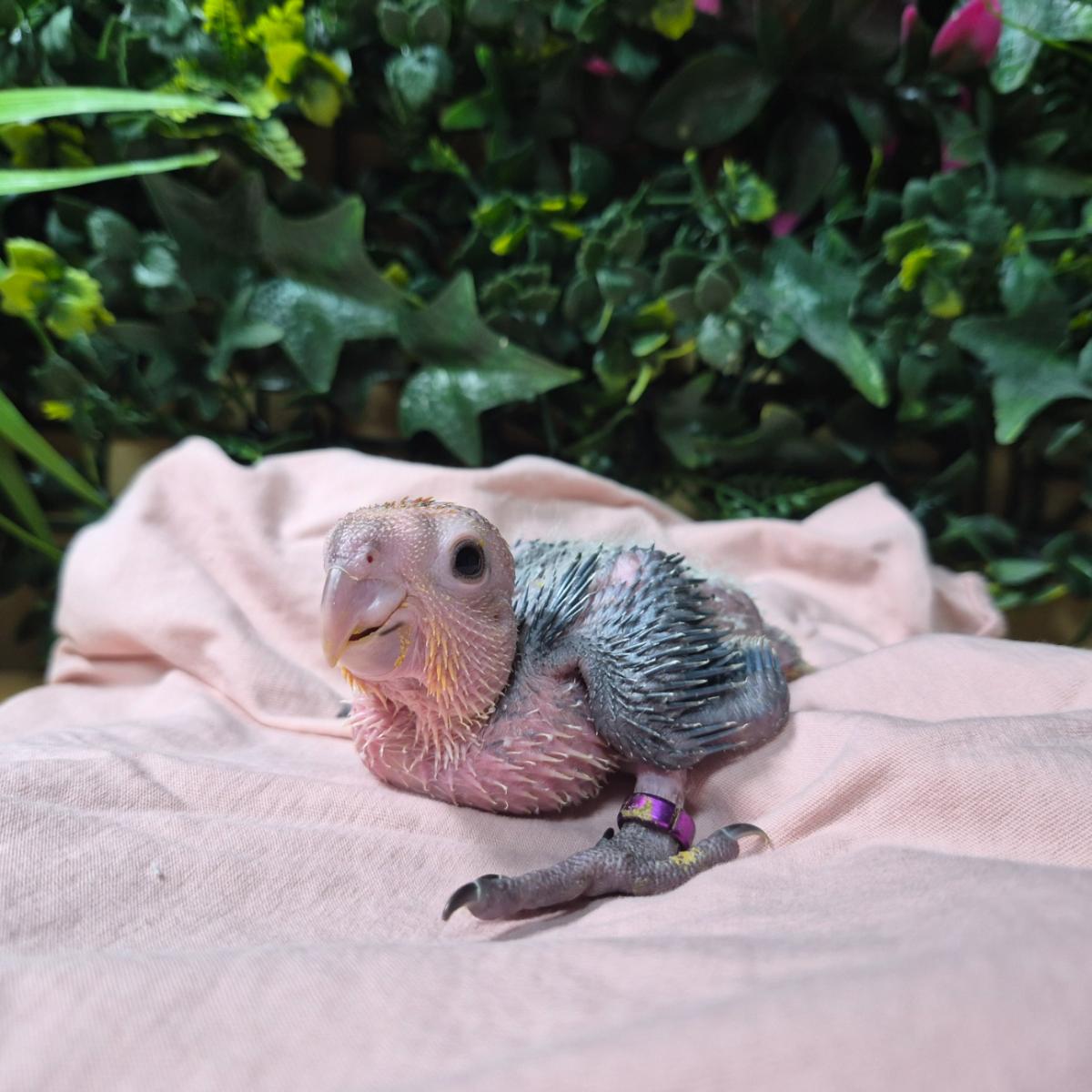White Bellied Caique — White Bellied Caique, Female available from a screened U.S. breeder