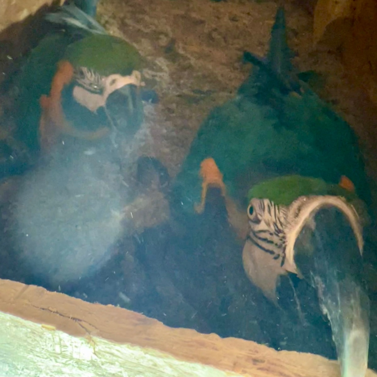 Blue and Gold Macaw photo 2
