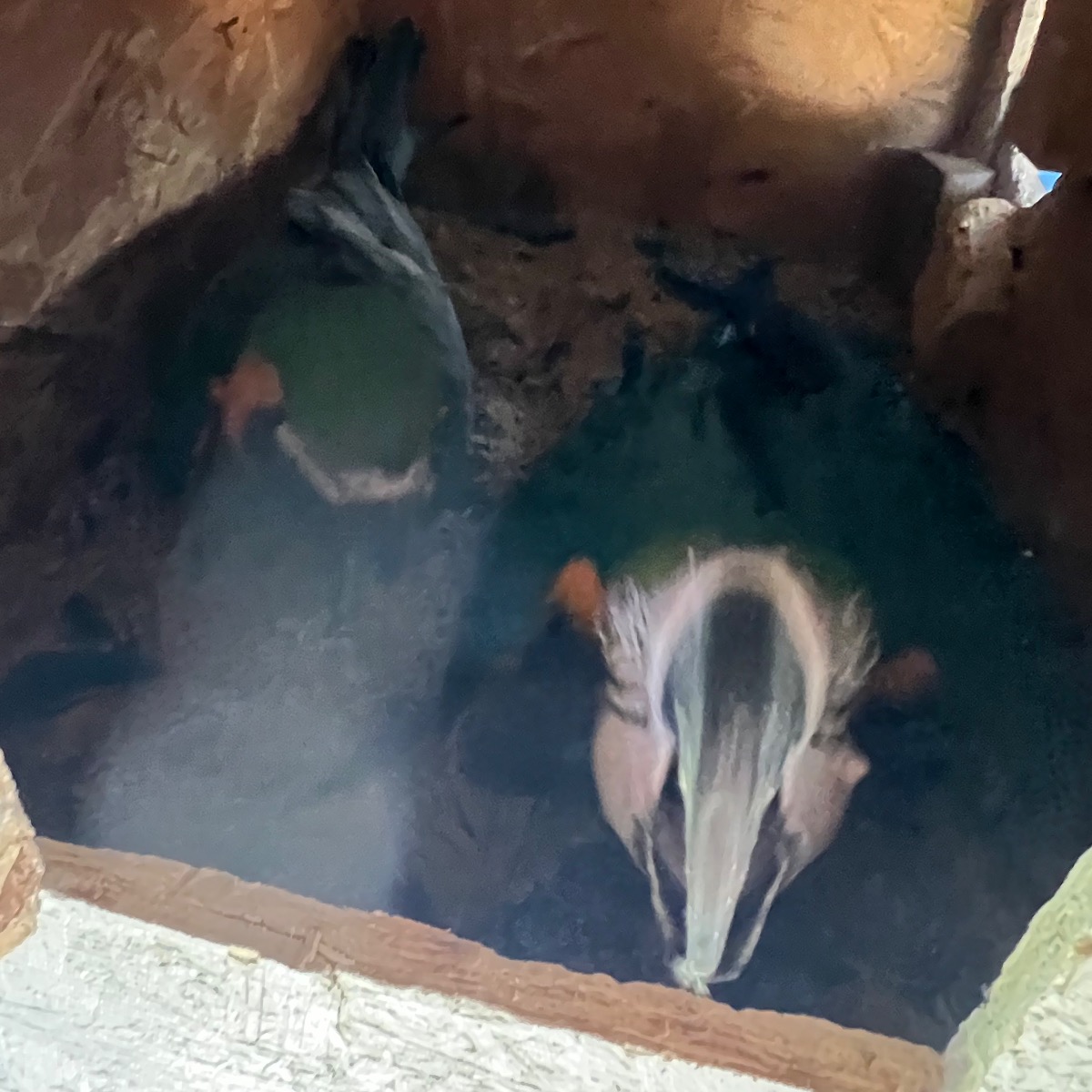 Blue and Gold Macaw photo 3