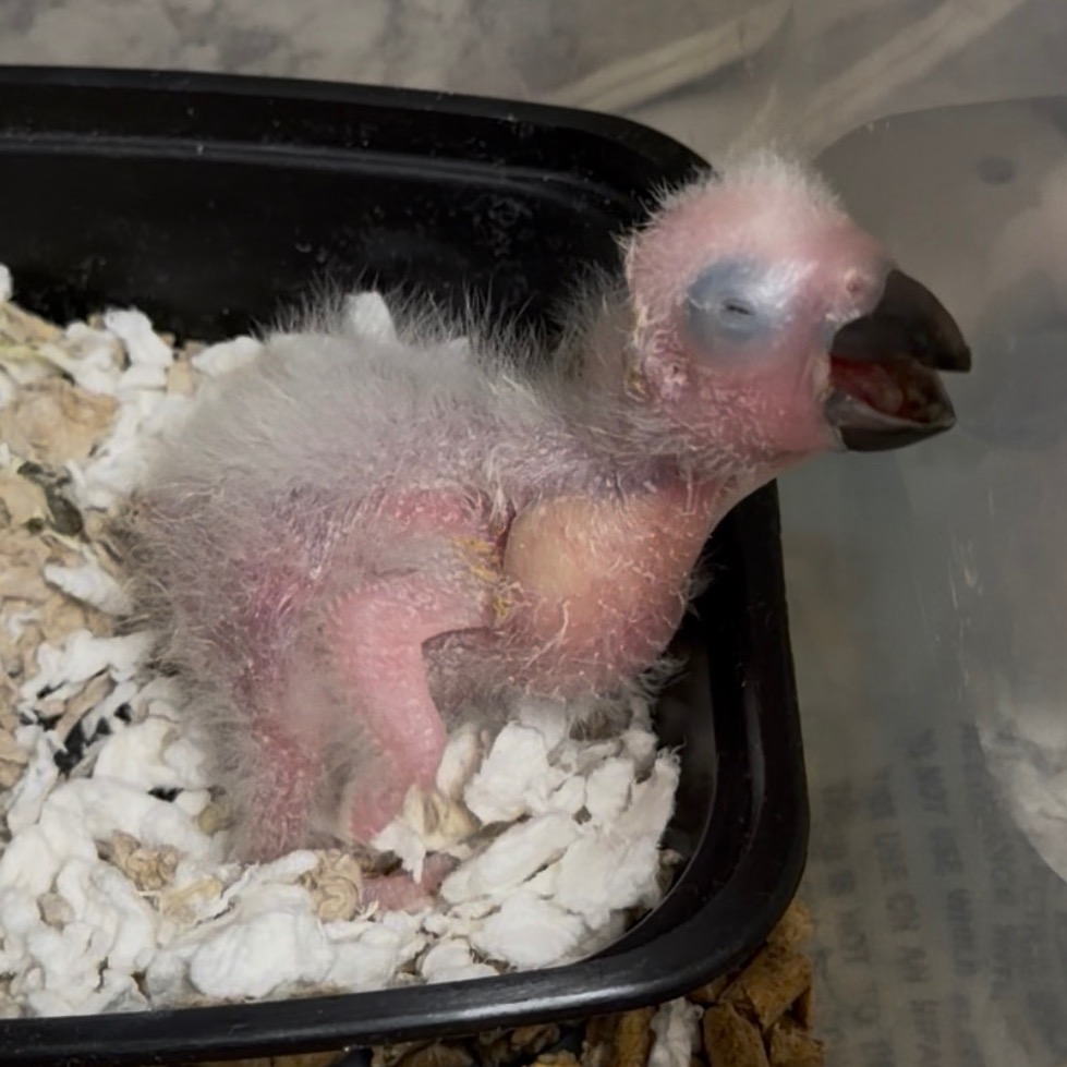 Congo African Grey Parrot photo 2