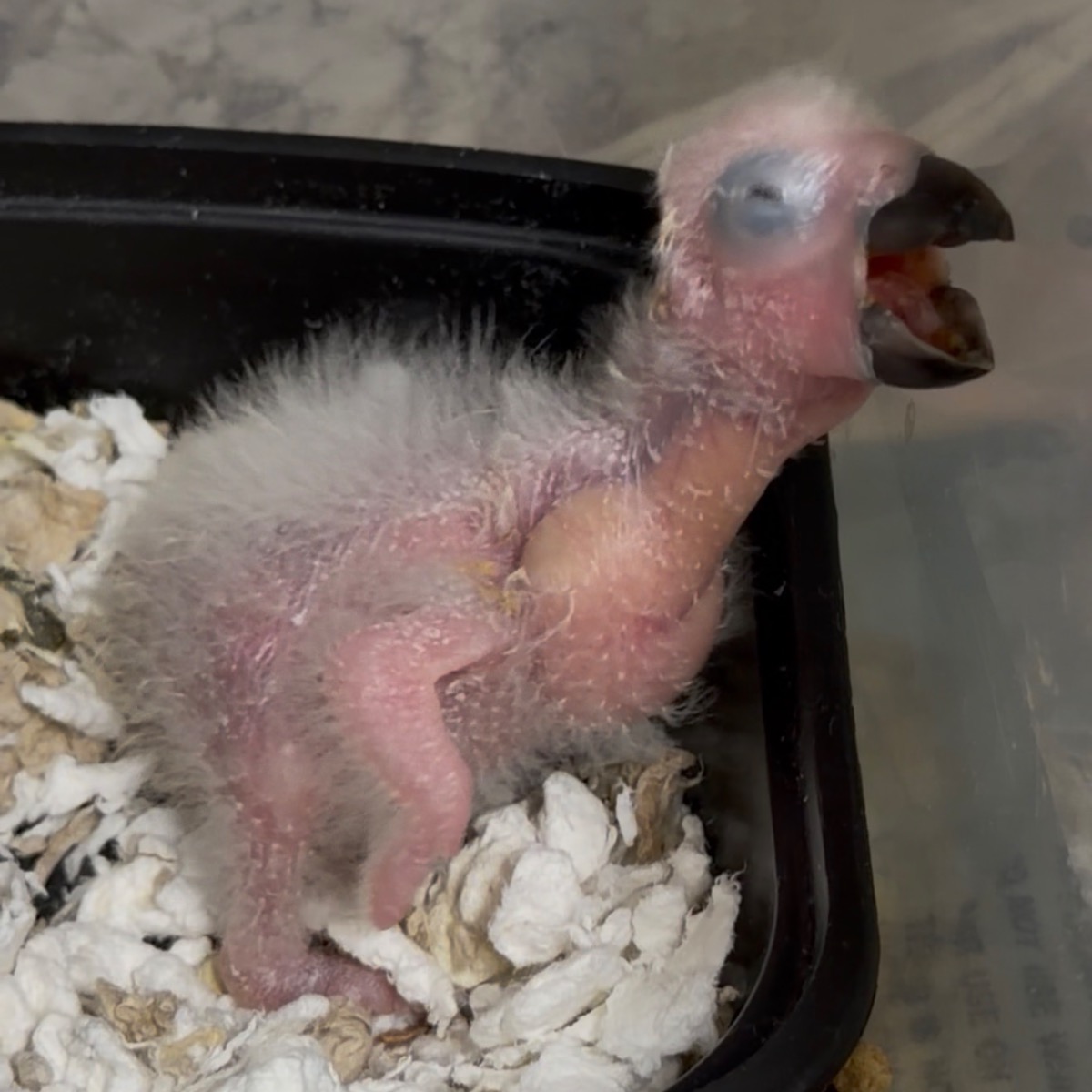 Congo African Grey Parrot photo 3