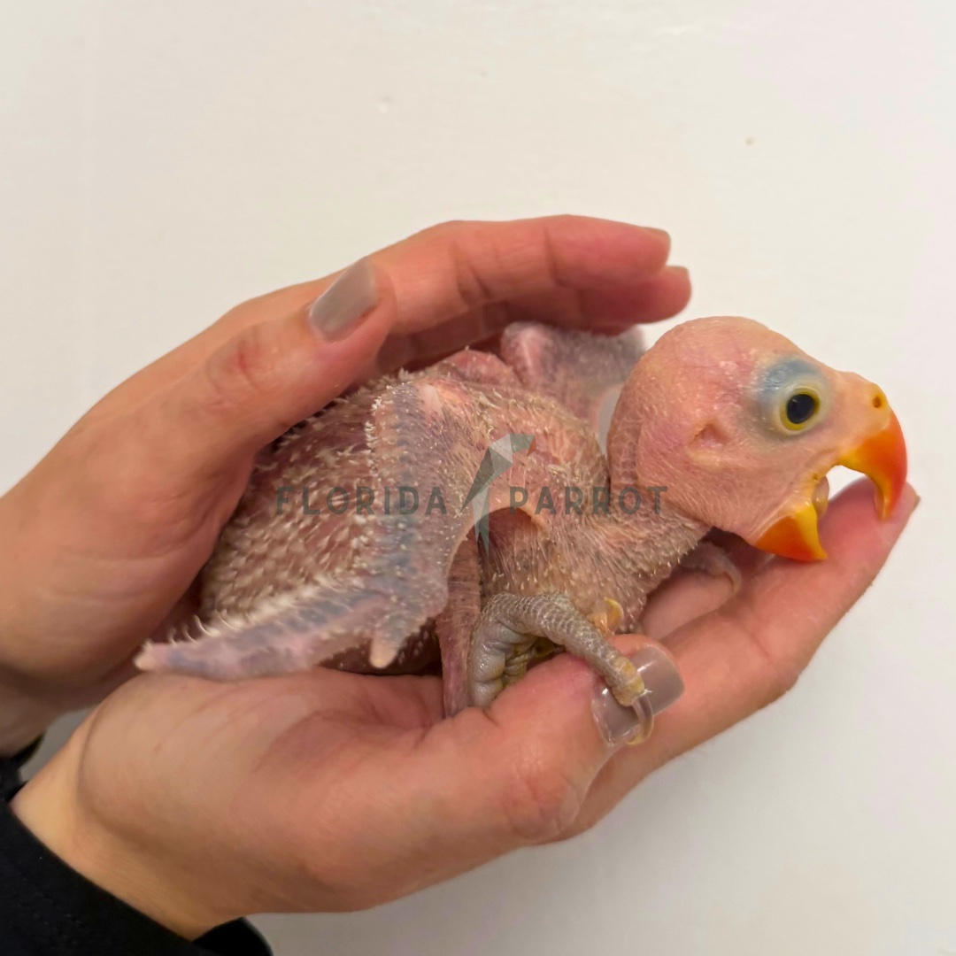 Great Billed Parakeet