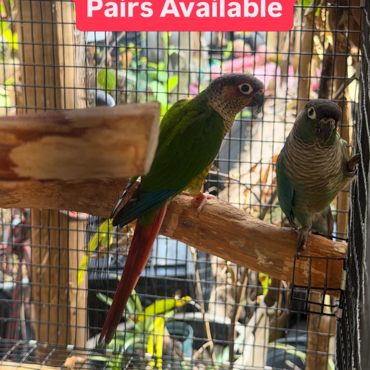Green Cheek Conure