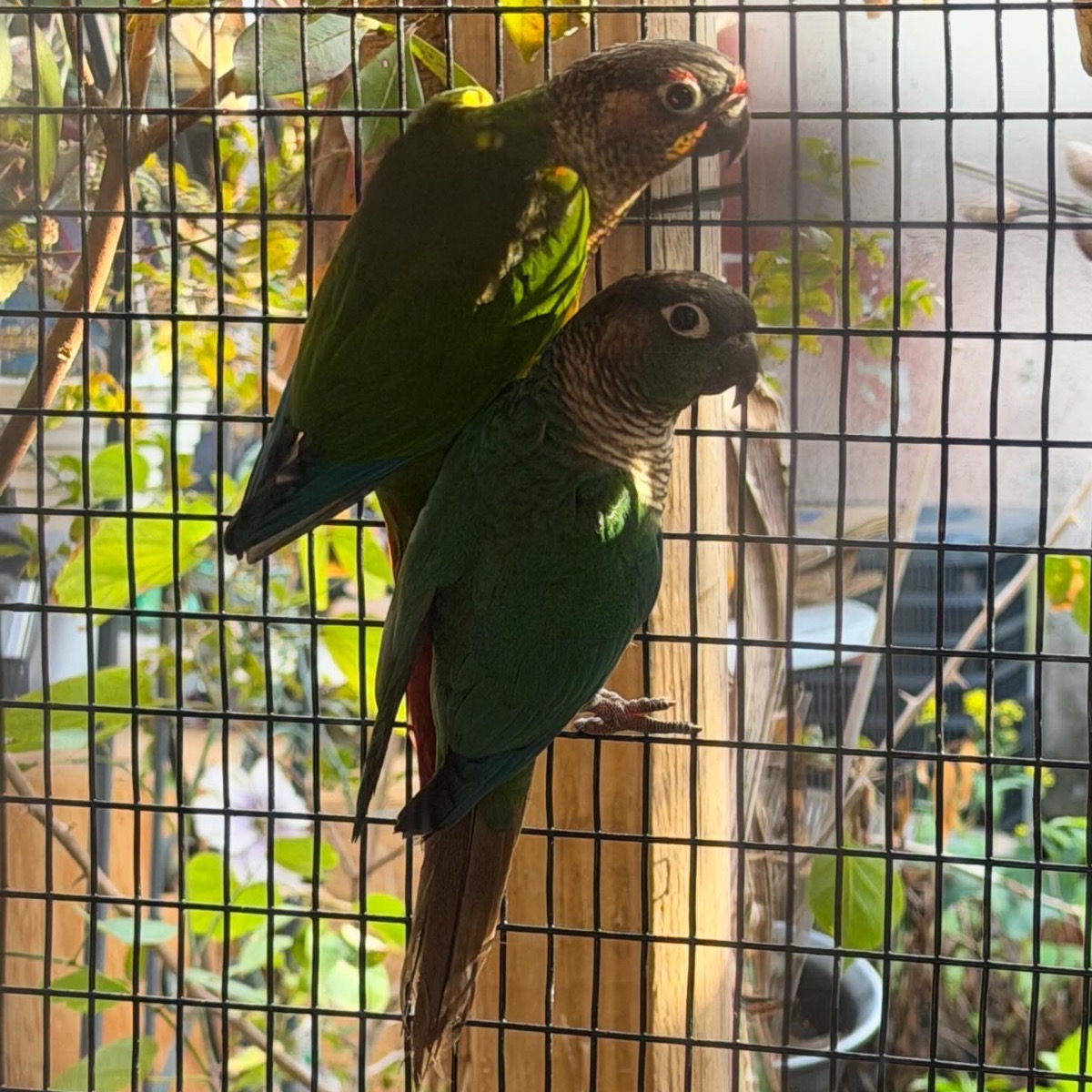 Green Cheek Conure photo 2