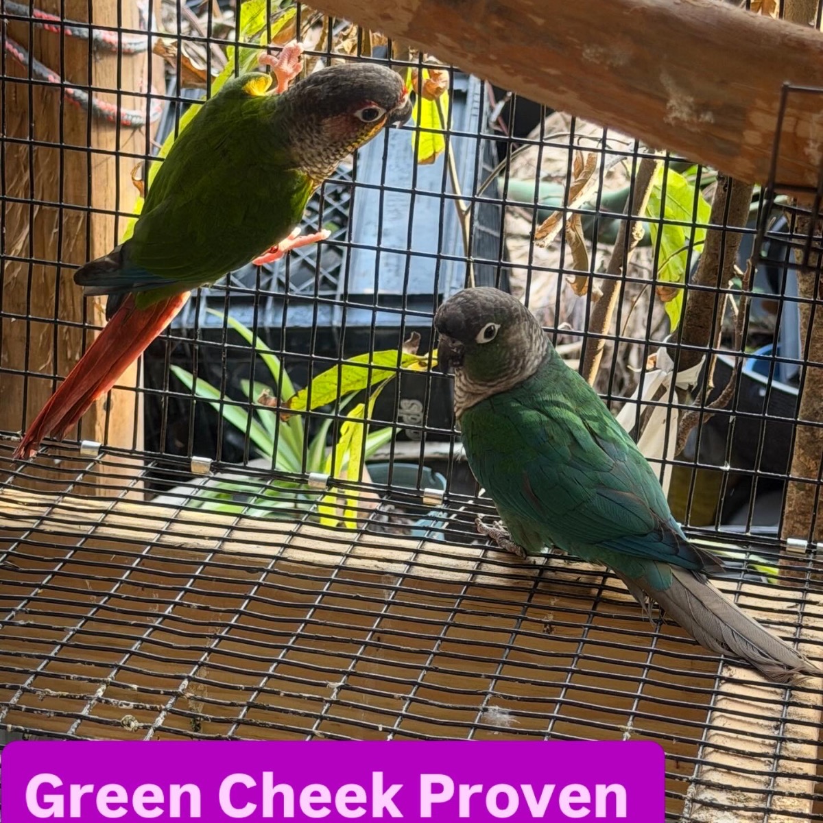 Green Cheek Conure photo 3