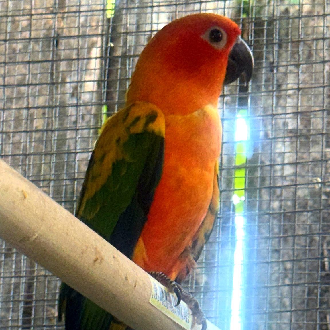 Sun Conure photo 2