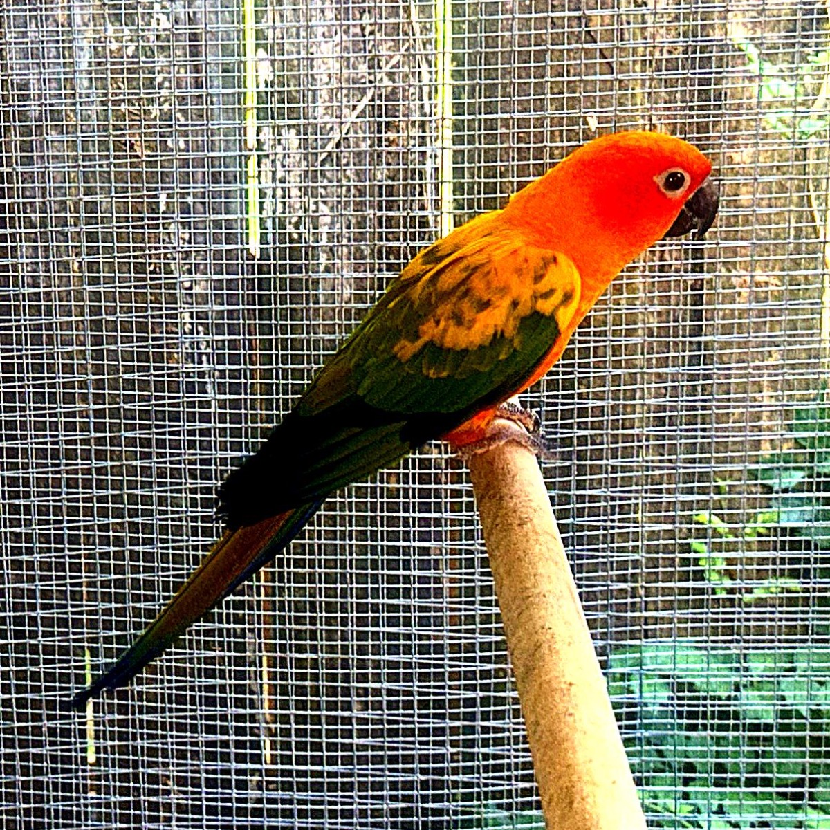 Sun Conure photo 3