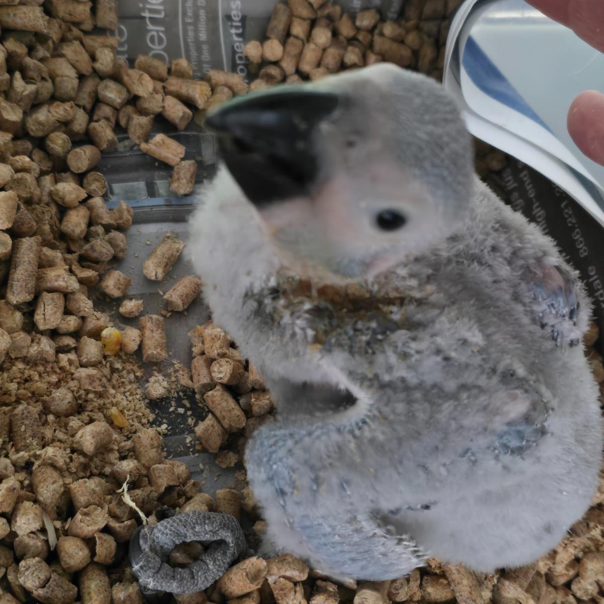 Congo African Grey Parrot photo 2