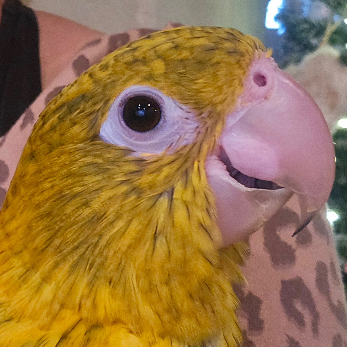 Golden Conure