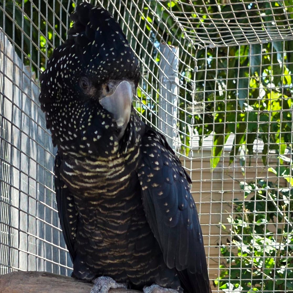 Red Tailed Black Cockatoo
