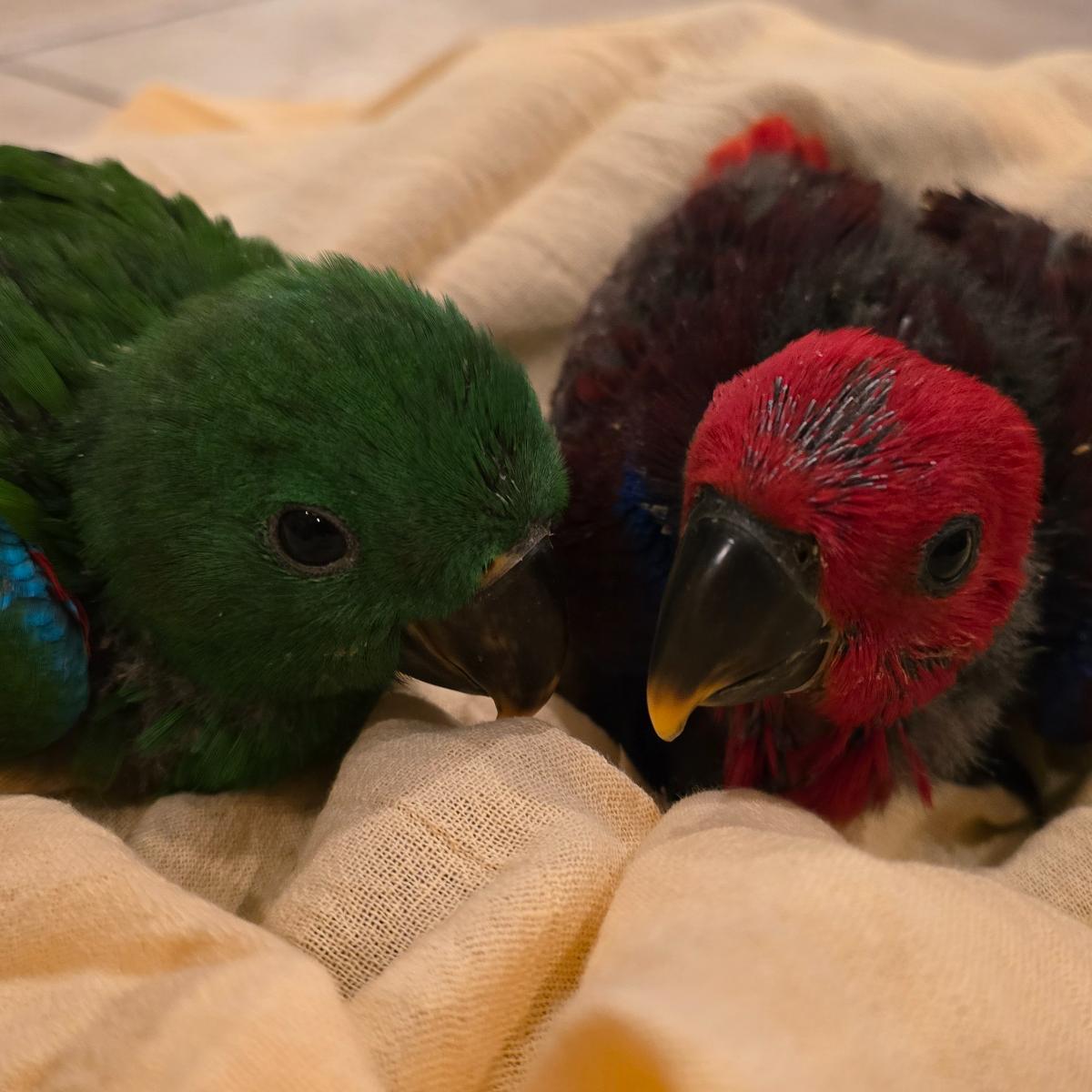 Solomon Island Eclectus