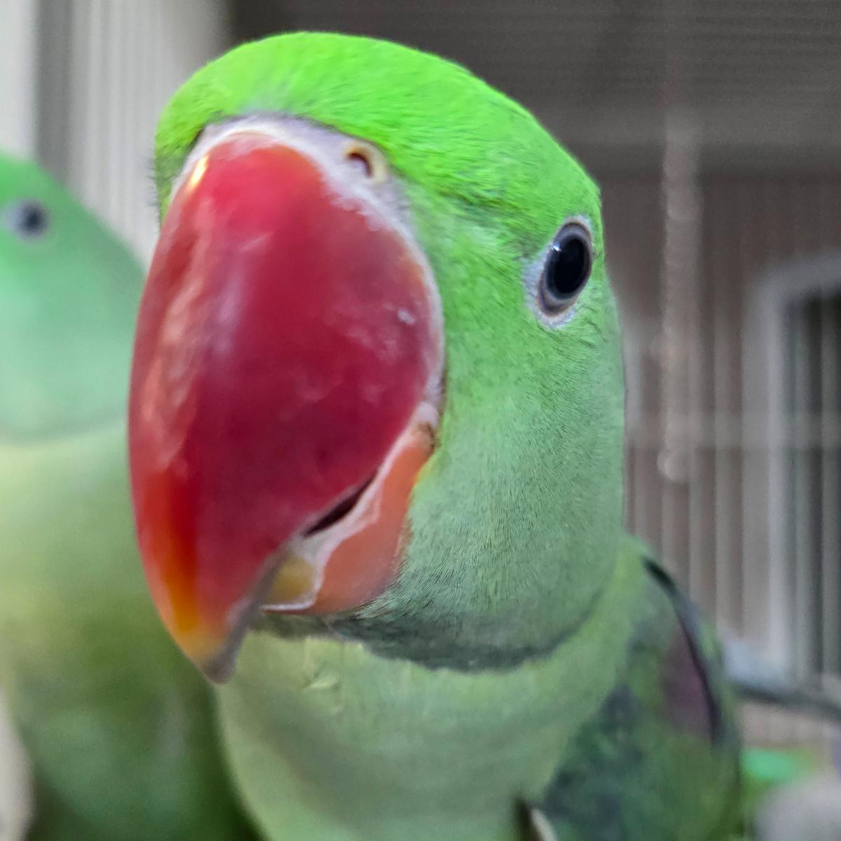 Alexandrine Parakeet