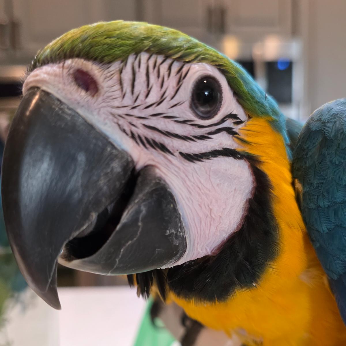 Blue and Gold Macaw