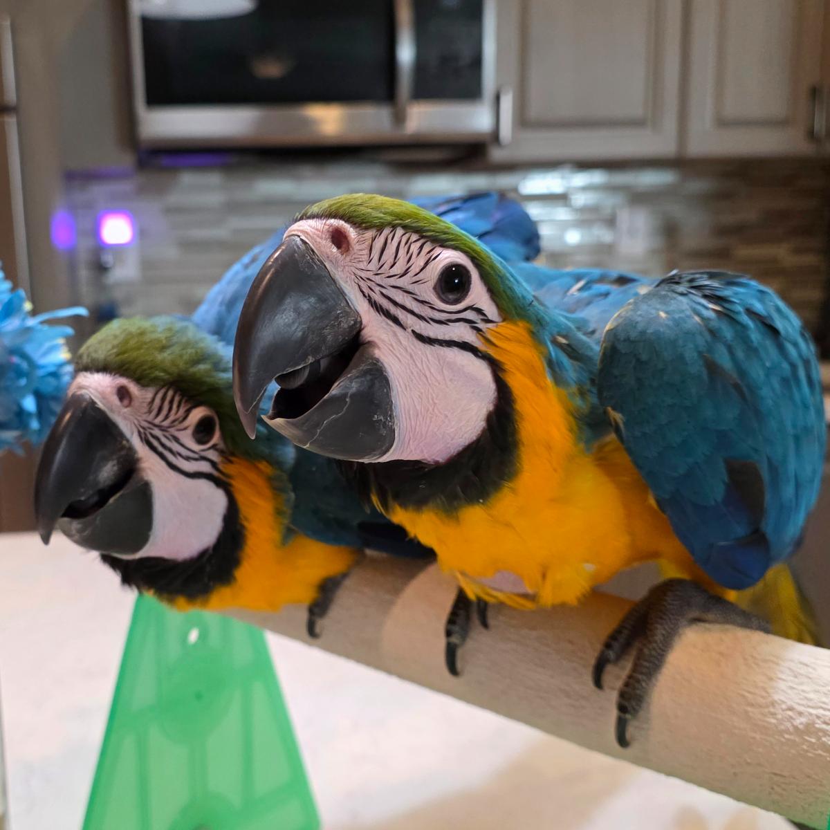 Blue and Gold Macaw photo 2