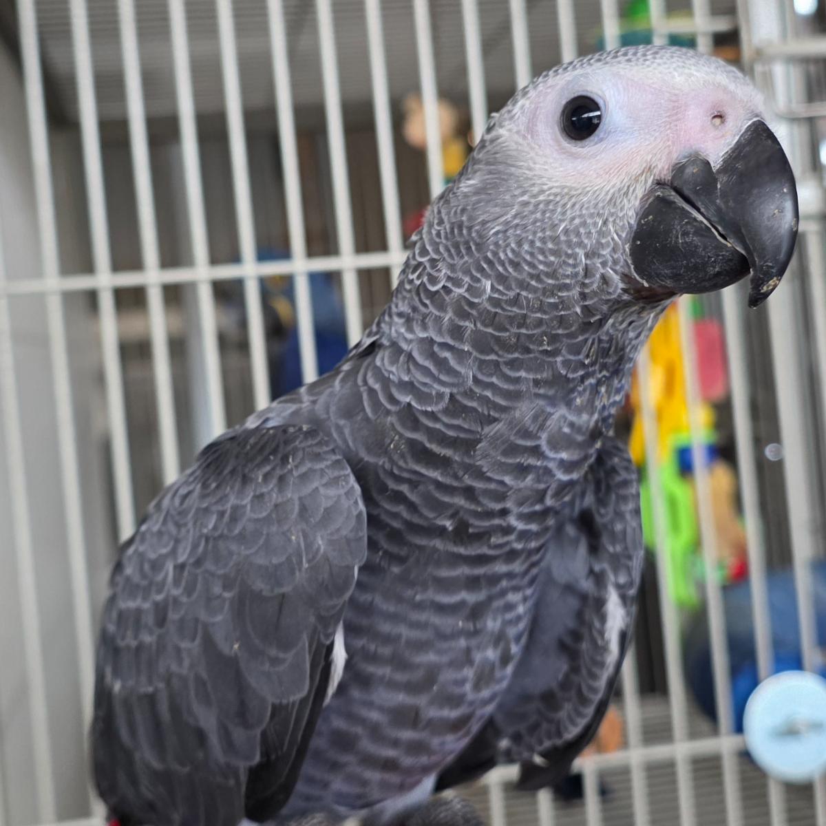 Congo African Grey Parrot photo 2