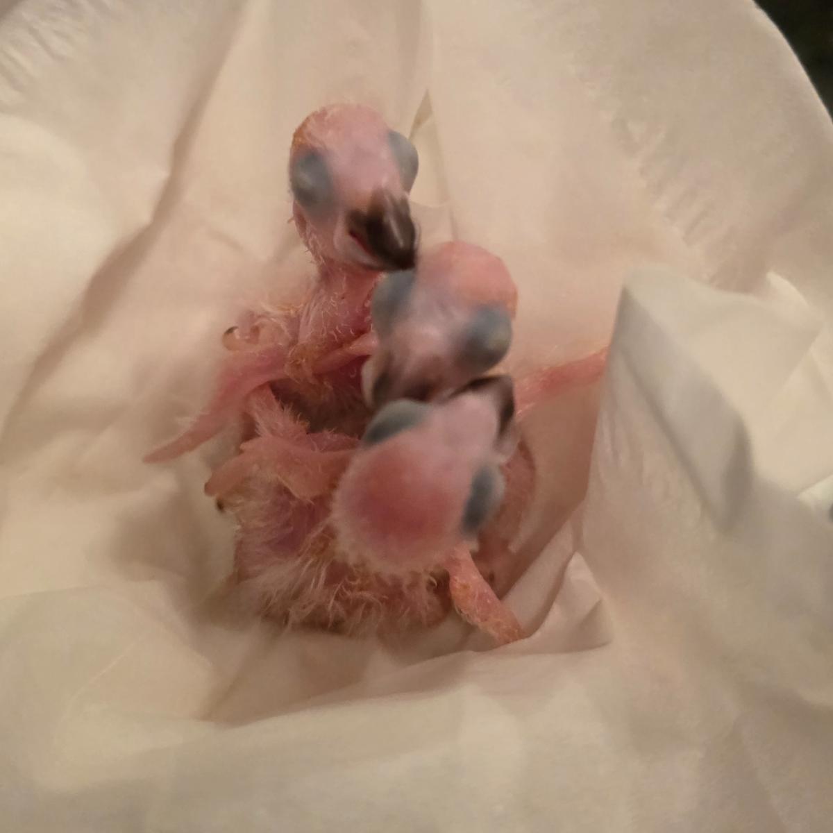 Congo African Grey Parrot photo 3